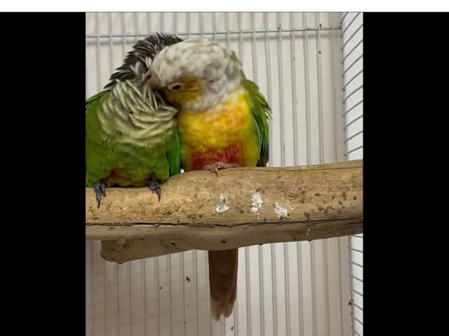 Meet Lemon and Lime - two conures who are 'inseparable' and live at Hugo's Animal Sanctuary.