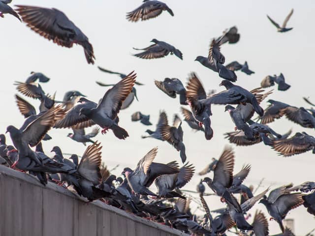 Bird feeding led to a lengthy dispute between neighbours in Lancashire