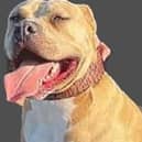 An urgent hunt is still underway to find this XL Bully which fatally injured another dog and hurt the owner in a vicious attack.
