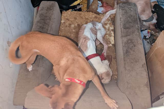 Three dogs found hungry, thirsty and living on top of piles of rubbish in an empty house are now settling into loving new homes after being rescued by the RSPCA.