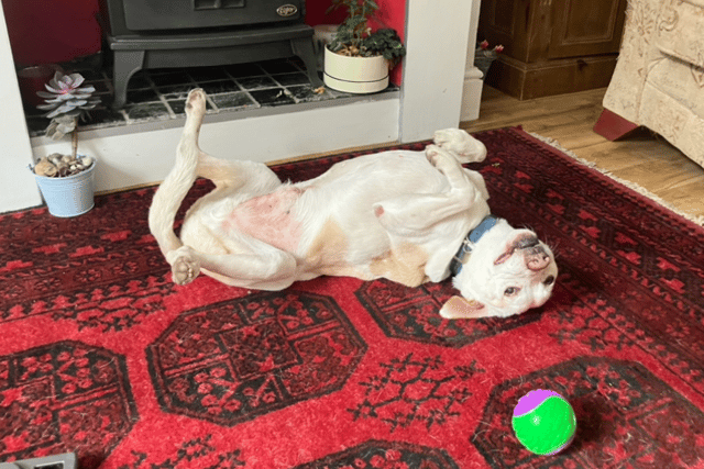 Patch, who turns 17 in December, was adopted by Helen Dobson, from Halifax, just a few weeks before Christmas.