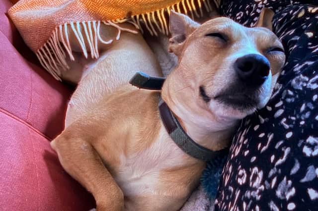 Star, who was the most frightened of the trio, was fostered by RSPCA Halifax supervisor Emma Bulpitt from Halifax.