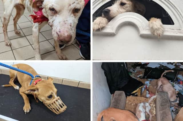 All three dogs were found living in squalor in a Burnley house and had to be rescued by the RSPCA.