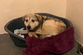 Heartbreaking video shows a rescue dog in distress at Sakima's Sanctuary in Preesall