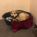 Heartbreaking video shows a rescue dog in distress at Sakima's Sanctuary in Preesall