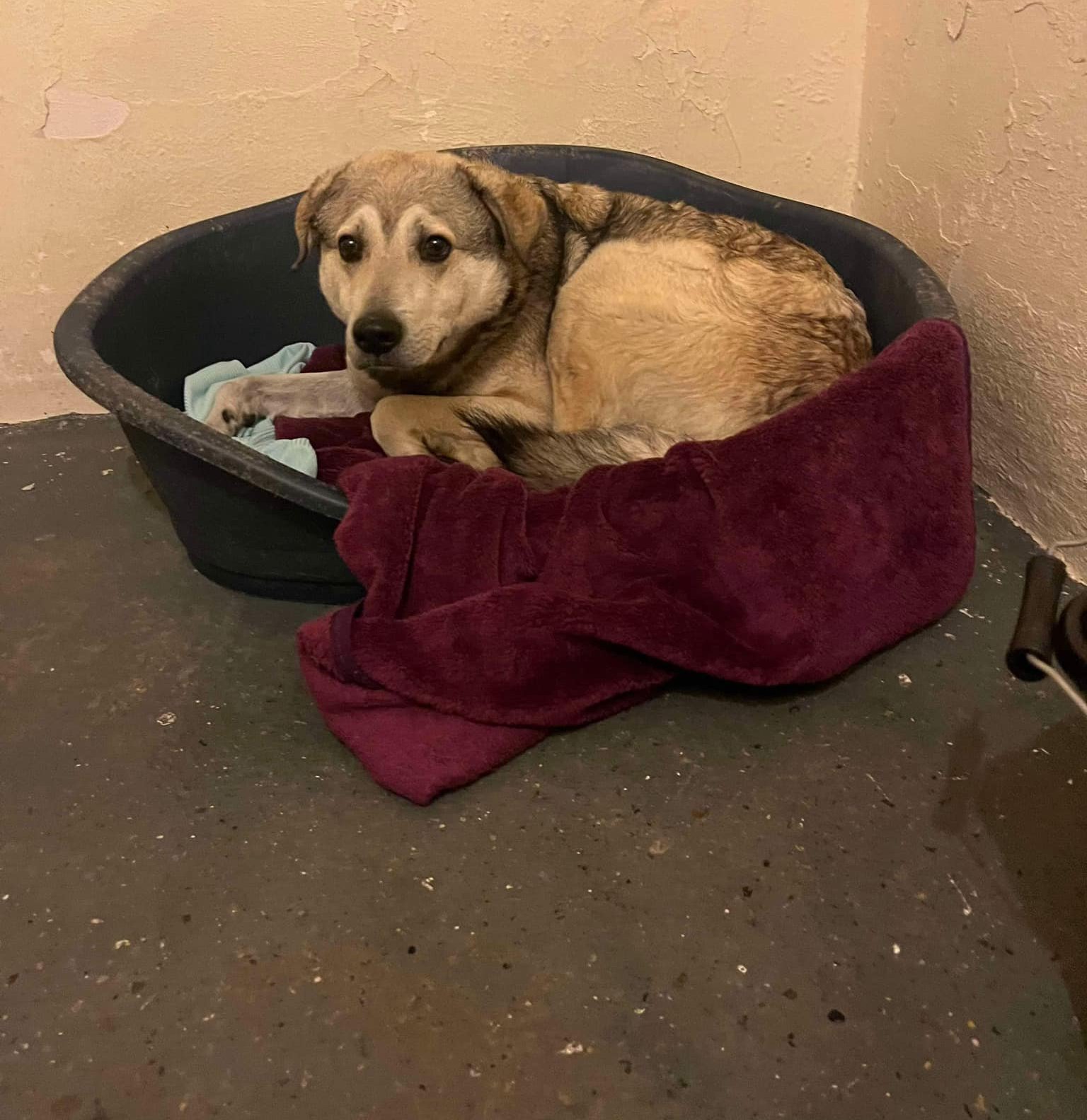 Heartbreaking video shows petrified rescue dog in distress as fireworks ...