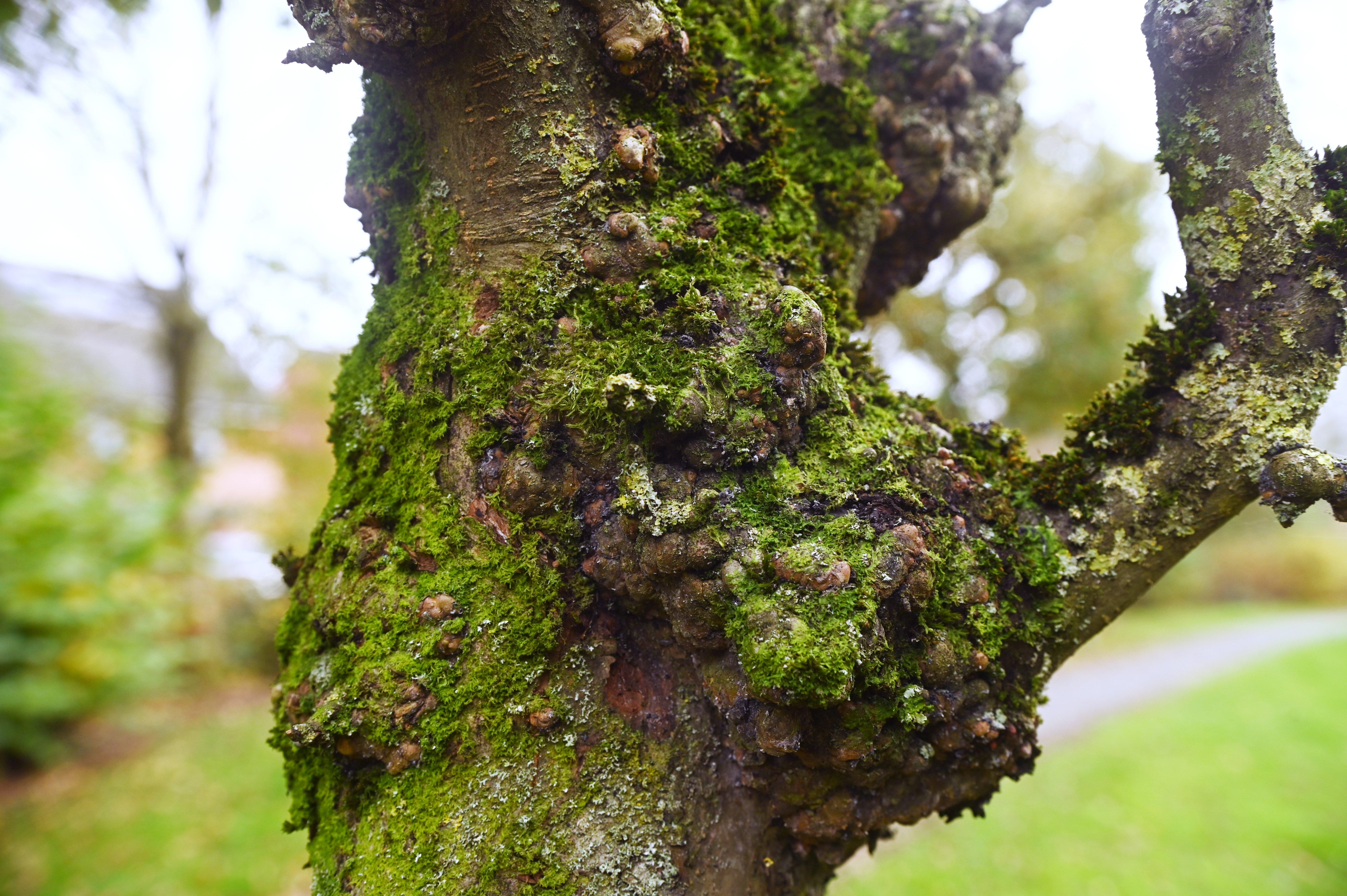 Lep Tree ‘Unsightly and dangerous’ Preston apple trees to be chopped down