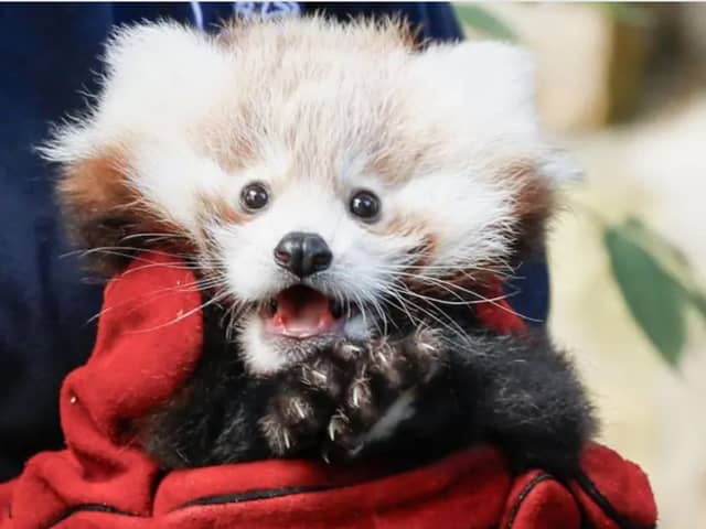 Readers have their say on whether fireworks should be banned after baby red panda death.