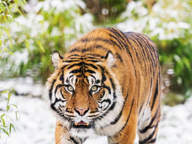 Tigers in the snow at West Midlands Safari Park.