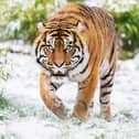Tigers in the snow at West Midlands Safari Park.