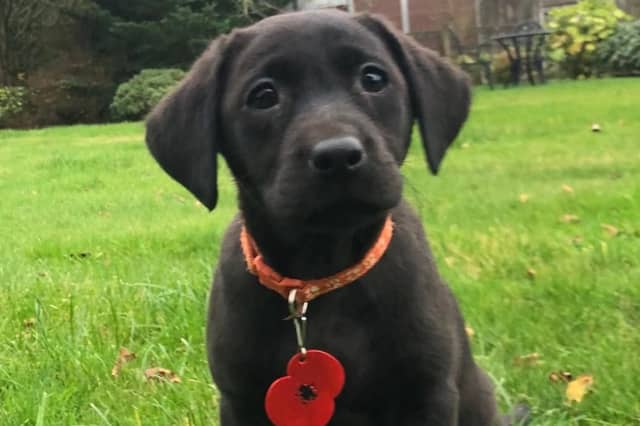 An adorable video of a Labrador puppy’s first day on the police job is capturing the hearts of many viewers.