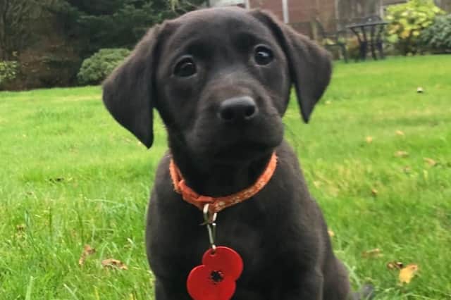 An adorable video of a Labrador puppy’s first day on the police job is capturing the hearts of many viewers.
