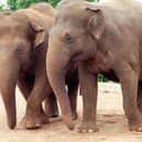 Two Asian elephants at Blackpool Zoo have lost their babies, the zoo has confirmed.