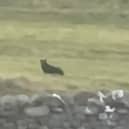 Footage shows a suspected big cat sitting in a field near the town of Askrigg, North Yorkshire.