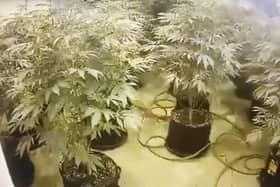 A huge cannabis farm spanning three floors was found in Chorley