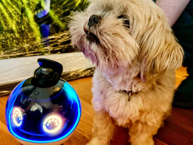 review of the Enabot X pet and family companion robot