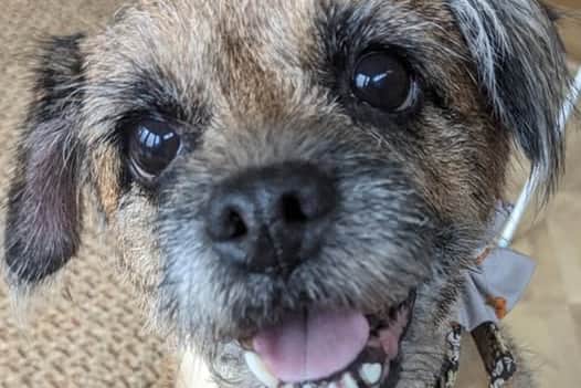 Could you be a perfect match for Queenie?