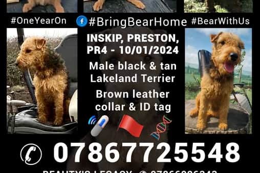 Have you seen black and tan Lakeland Terrier Bear?