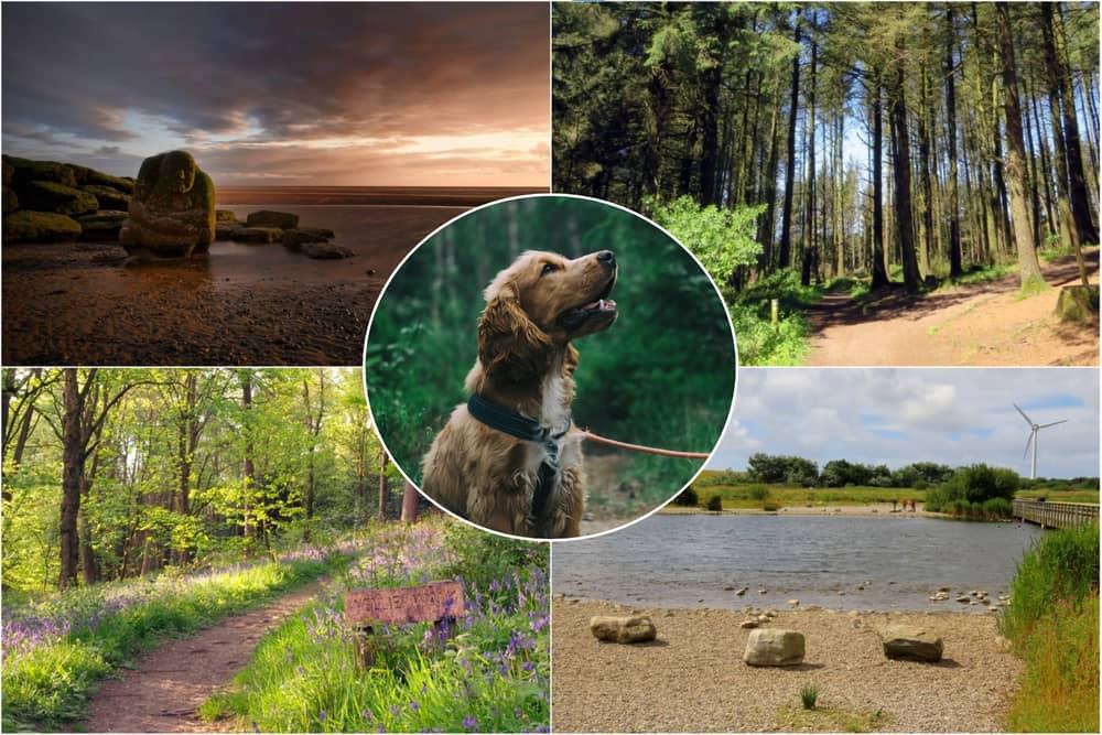 15 scenic dog-friendly walks to explore in Lancashire