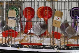 Winners of the British Homing World Show of the Year 2024 last year.