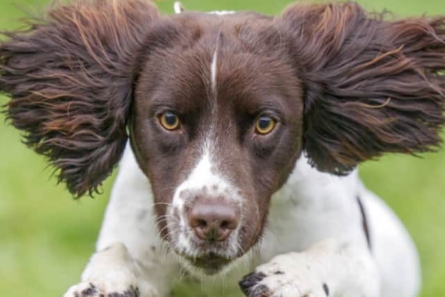 Lancashire Police dog who 