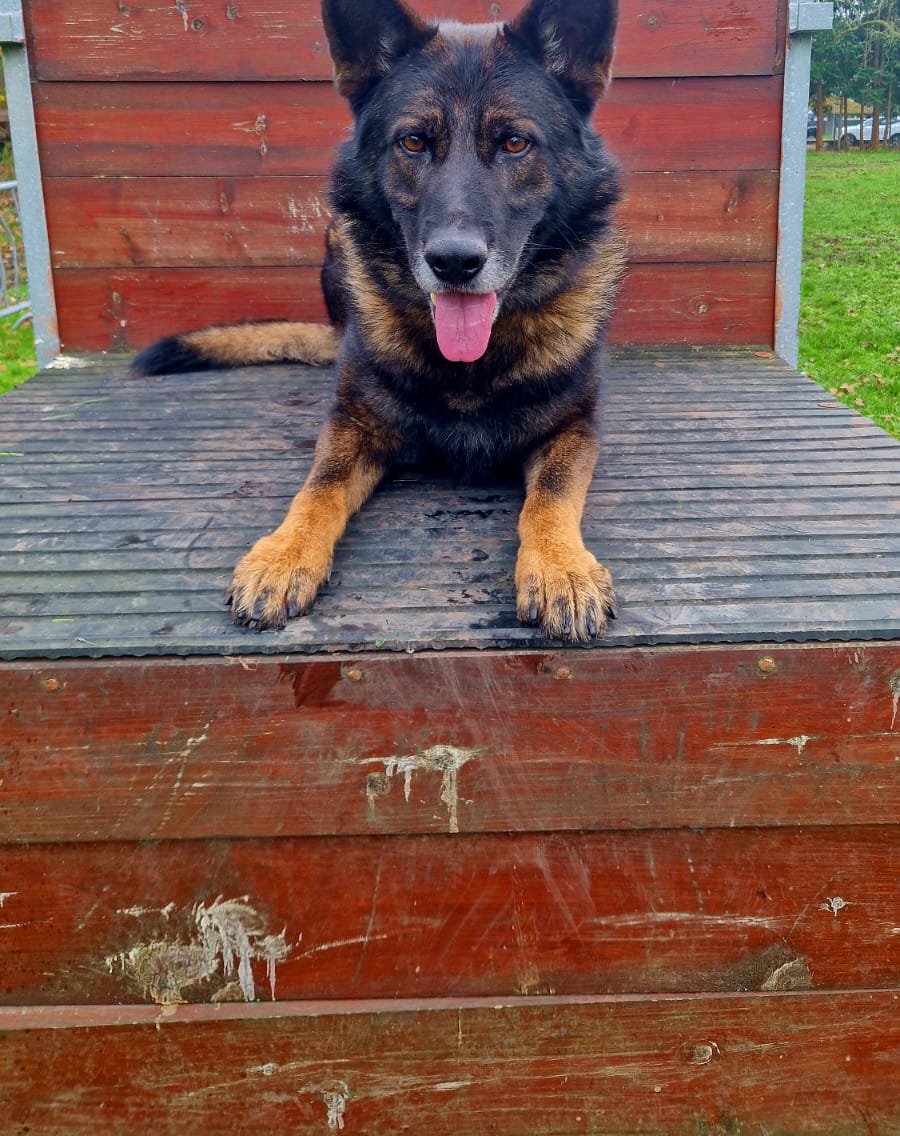 Heroic Lancs police dog Rufus tackles man armed with two meat cleavers