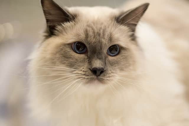 Data from Pet Plan found a record £13m was paid out last year alone for claims related to bladder infections and hyperthyroidism in cats.