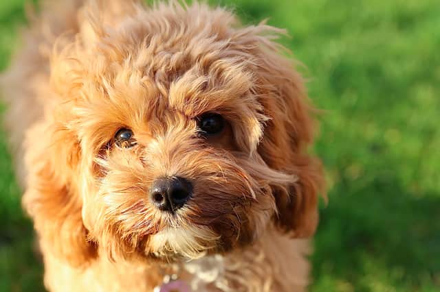 Ted the cavapoo puppy