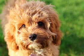 Ted the cavapoo puppy