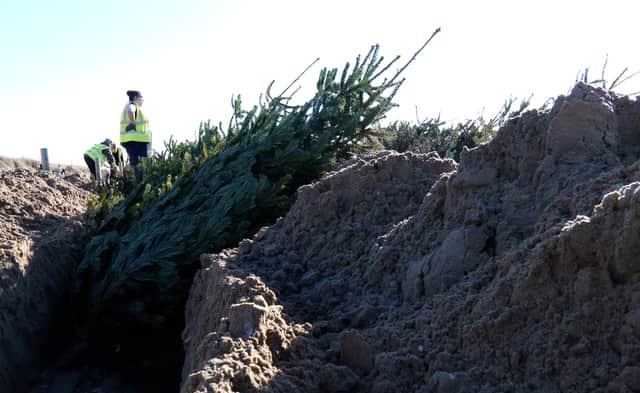 Volunteers plant Christmas trees in the sand dunes
