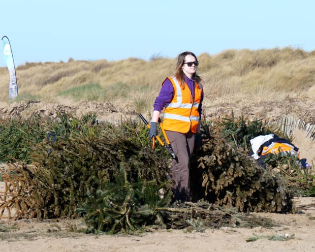 Volunteers plant Christmas trees in the sand dunes