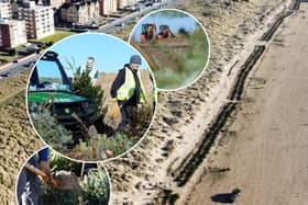Volunteers plant Christmas trees in the sand dunes