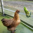 The RSPCA has issued a reminder to pet poultry owners as new bird flu restrictions start today. 