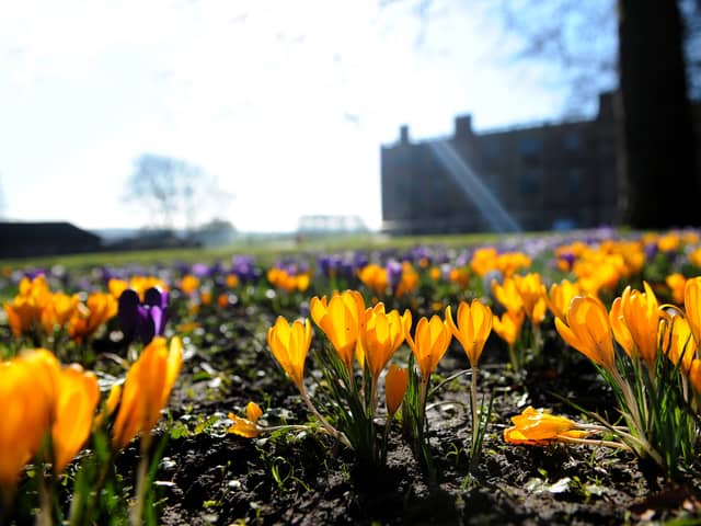 The sea of crocuses glimmered in the spring sunshine