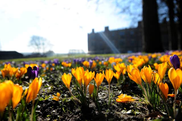 Sunshine and spring blooms