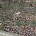 The remains of five dogs were discovered dumped along a country lane near the M55 in Lancashire