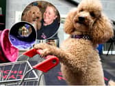 Dawn Heaton with her miniature poodle, Henry at Preston Trick Dogs