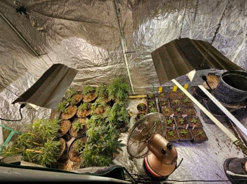 A man, 60, was arrested after a cannabis farm and Class A drugs were seized in Hesketh Bank