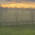 Starling murmuration near Beacon Fell, Lancashire.