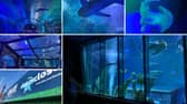 I visited Sea Life in Blackpool for the first time.