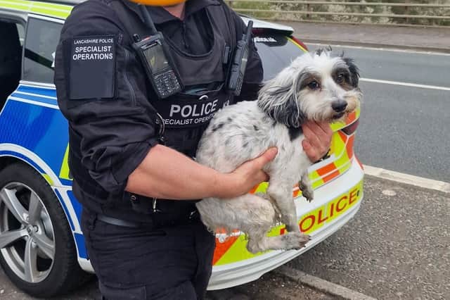 This little dog was rescued by Lancashire Police after it was seen running down the M6!