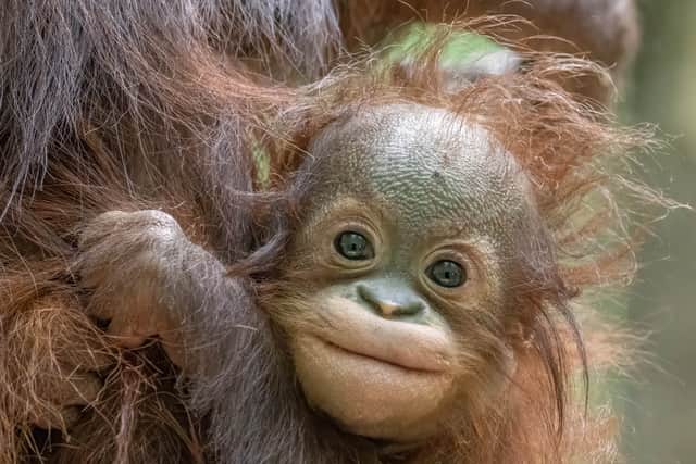 Jarang the baby Bornean orangutan at Blackpool Zoo.