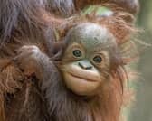 Jarang the baby Bornean orangutan at Blackpool Zoo.