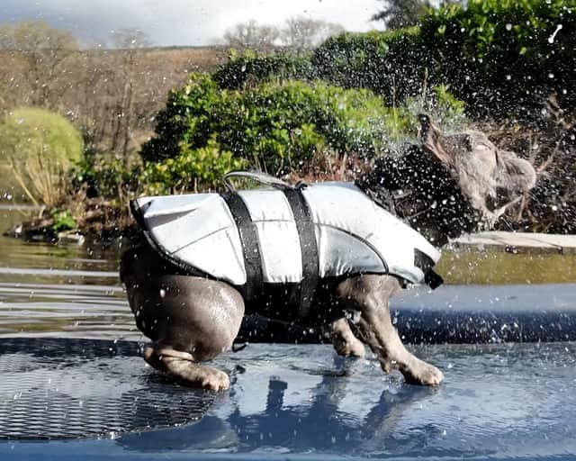 Floki the Frenchie shakes himself off on a paddleboard