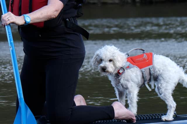 Toto goes for a paddleboarding adventure at Wyresdale Country Park