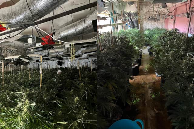 500 cannabis plants worth “£225k” were seized from a property in Haslingden