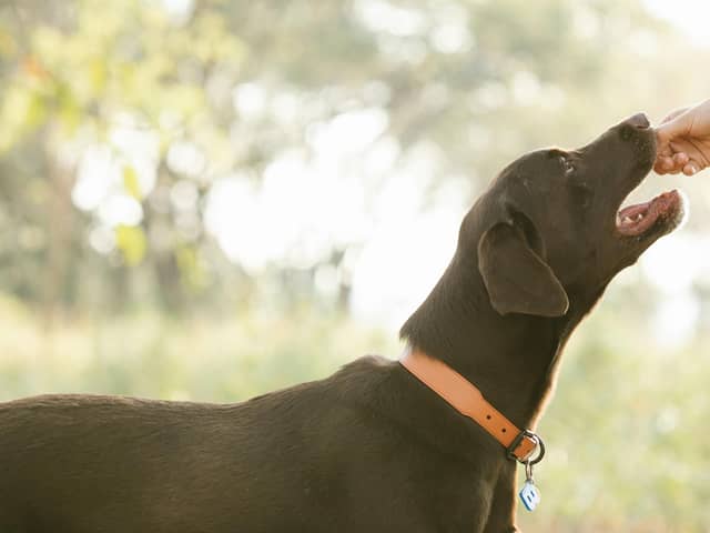 Easter eggs can be potentially fatal if eaten by our dogs/