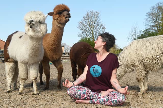 Amy Hesford, doing Alpaca Yoga at Ivy Dene, St Michael's.