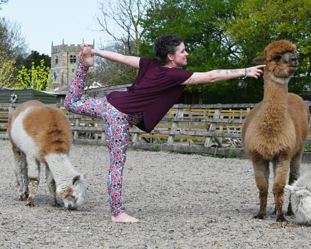 Alpaca Yoga, Ivy Dene, St Michaels
