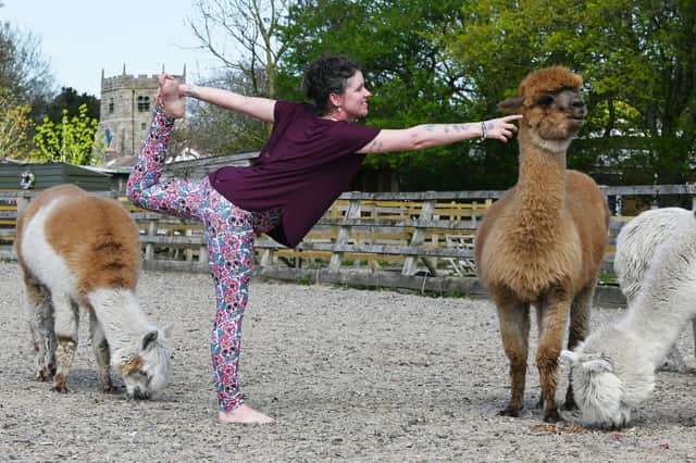 Alpaca Yoga, Ivy Dene, St Michaels